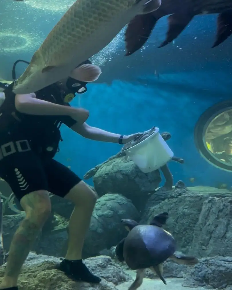 Underwater World Pattaya Admission Ticket 105-Metre Aquarium Tunnel & Feeding Shows görseli 3