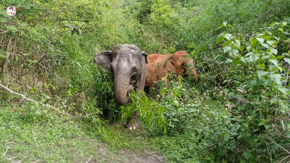 Elephant Observation & Cultural Activities by Joy Elephant Sanctuary image 1