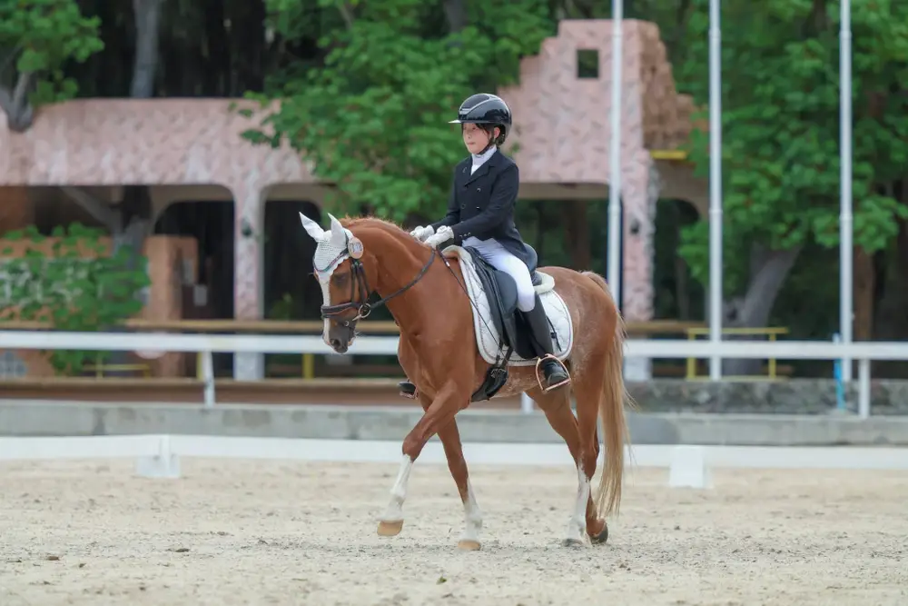 Bangkok Horse Riding Experience at Golden Horse Riding Club image 1