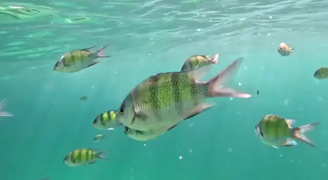 Phi Phi Private Longtail Boat Tour with Maya Bay and Snorkeling image 3