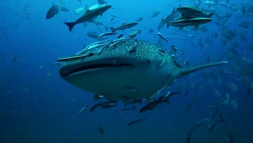 صورة PADI Scuba Diving Courses with Scuba Shack Koh Tao رقم 2