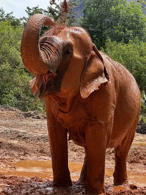 Krabi Elephant Shelter