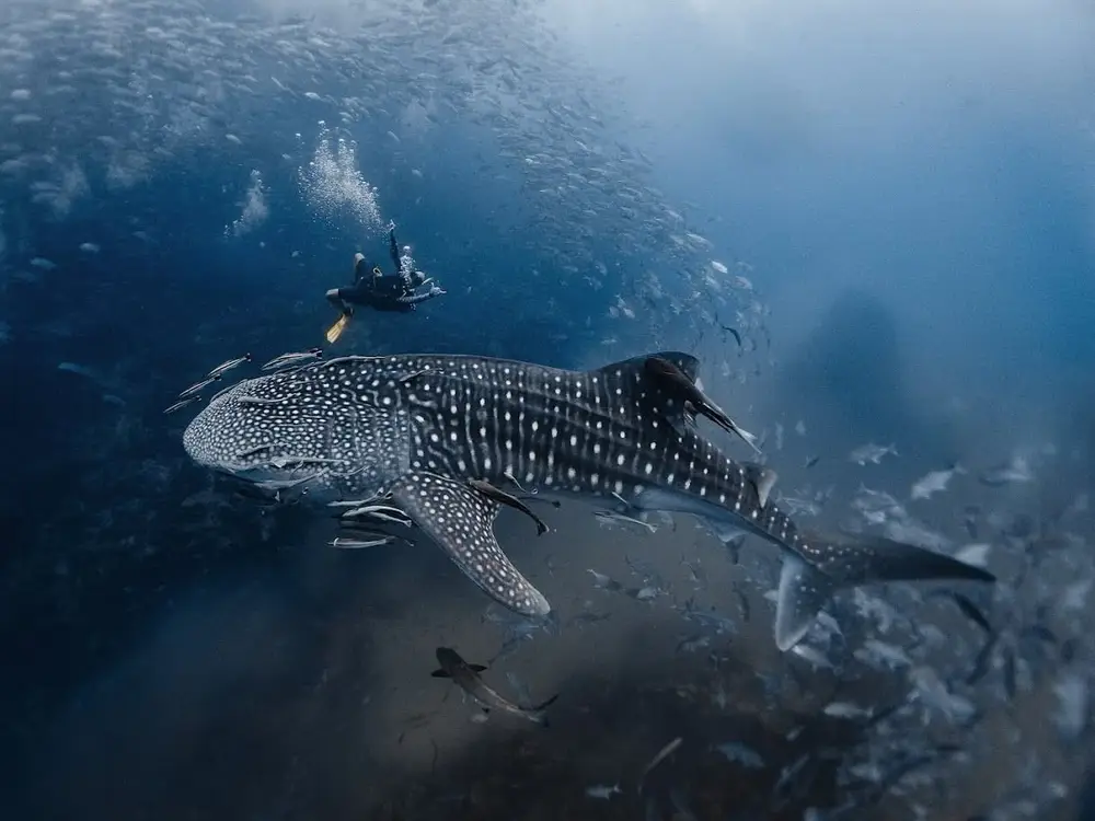 Big Blue Diving Koh Tao SSI Diving Courses, Fun Dives and Professional Training image 1