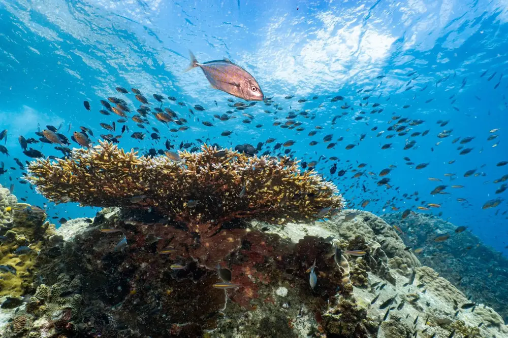Mojo Diver Koh Tao SSI Courses, Fun Dives and Junior Diving Programs image 1