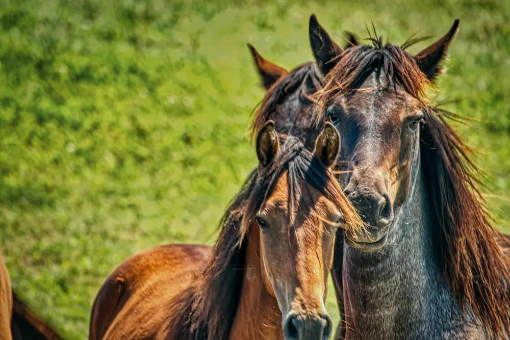 Cappadocia Horse Riding Experience with Moonlight Horse Ranch in Goreme image 3