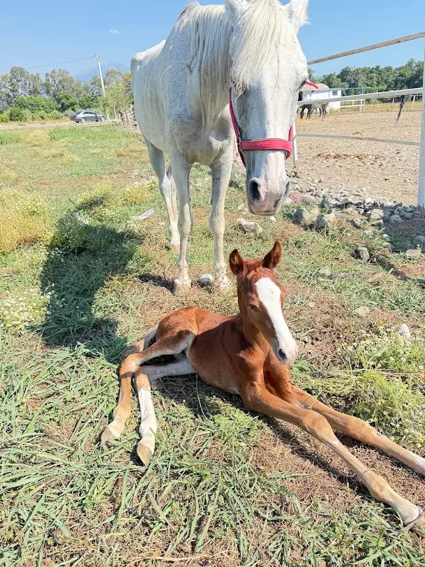 Fethiye Horse Riding Safari - 2-Hour Forest and Beach Ride image 2