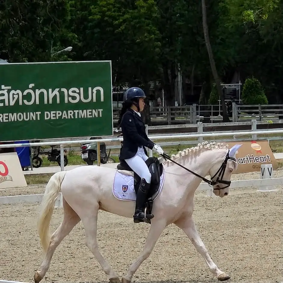 Bangkok Horse Riding Experience at Golden Horse Riding Club image 2