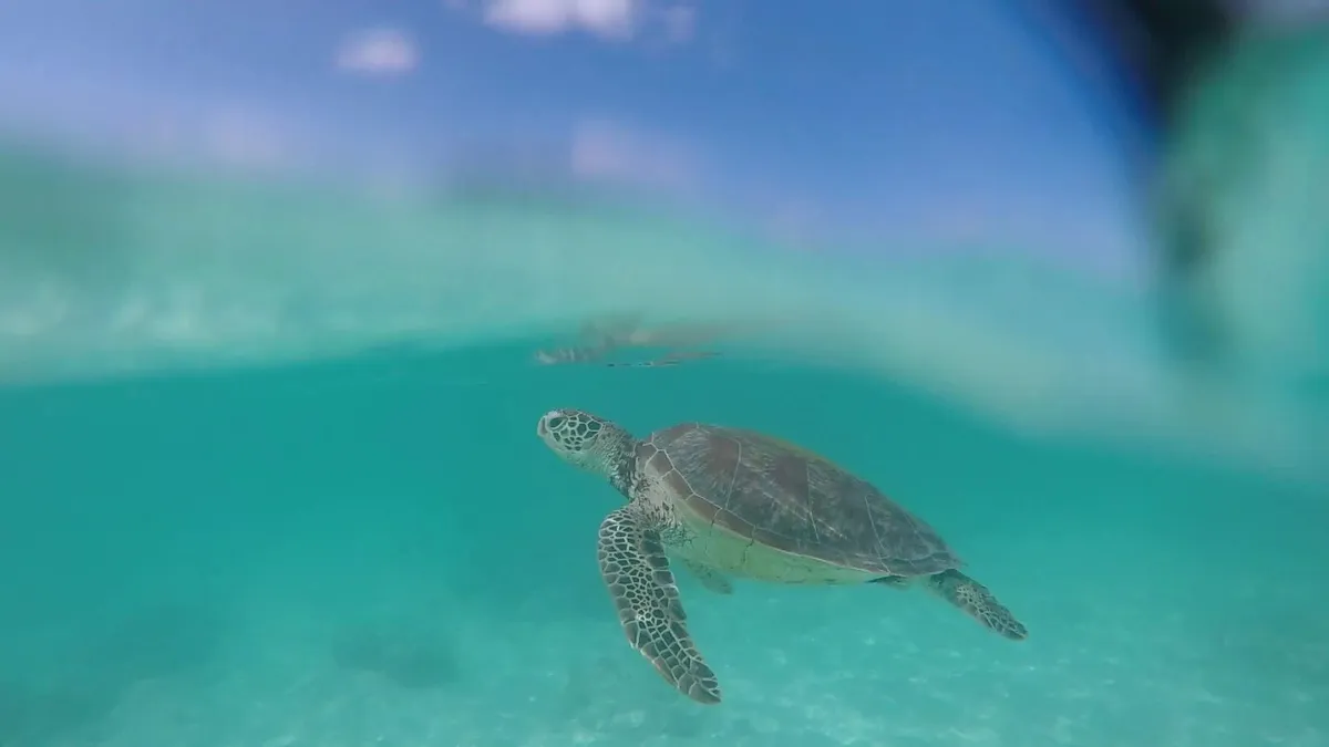 Surin Islands National Park Adventure | One Day & Multi-Day Snorkeling Packages image 2
