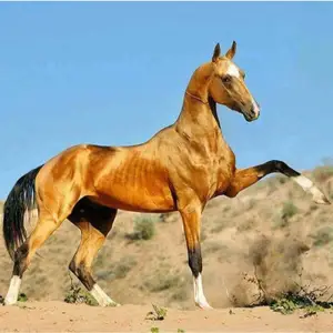 Kaş at çiftliği-Kas Horse Riding logo