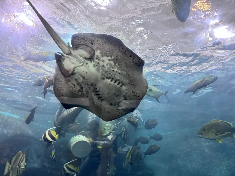 Phuket Aquarium Cape Panwa image 3